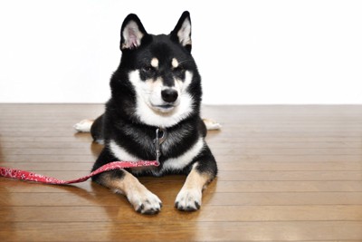 リードをした犬