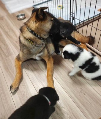 ダニエルくんもお世話