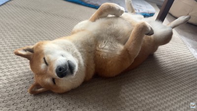 穏やかな寝顔も素敵…♪
