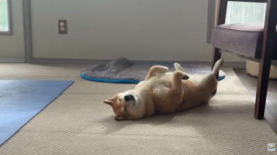 帰宅後のナラちゃん