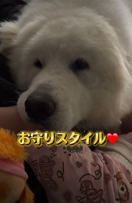 一緒に寝る光景にホッコリ