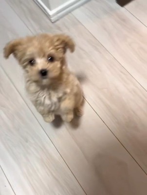立ち上がるきびちゃん