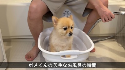 まずはポメくんがお風呂に入ります