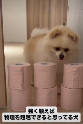 トイレットペーパーチャレンジ!!