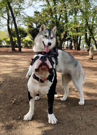 友達犬とワンプロ♪