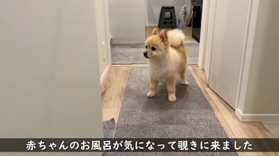 お風呂場に様子を見にきたポメくん
