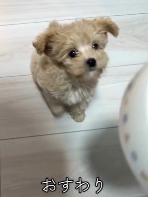 おすわりするきびちゃん
