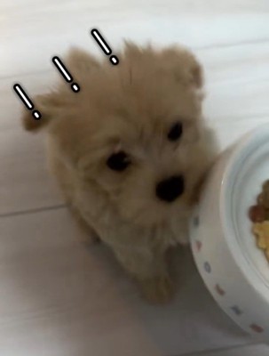ご飯にきづいたきびちゃん