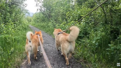 森の中をお散歩する2匹
