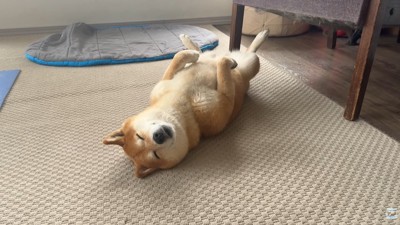 豪快かつ美しい寝姿!