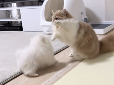 じゃれ合う犬と猫