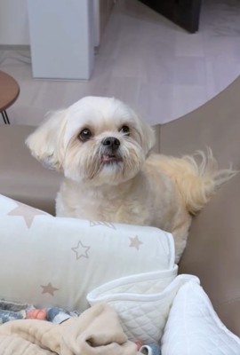 斜めを見る犬