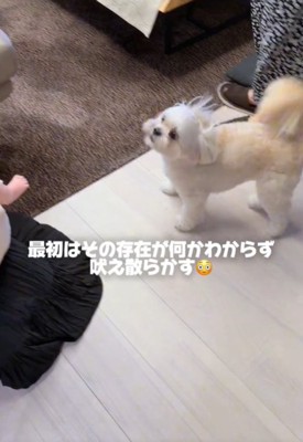 吠える犬1