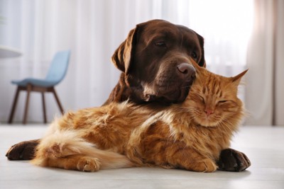 大型犬と猫