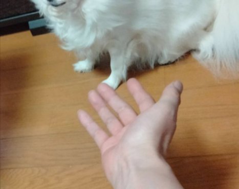 おいで