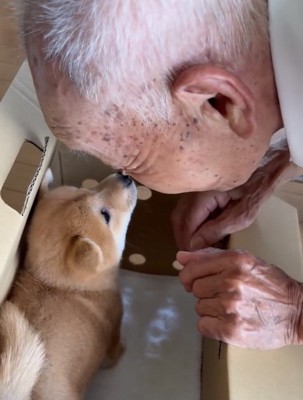 鼻を近づける子犬