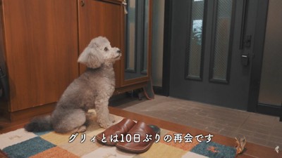 飼い主さんの帰りを待つグリィくん