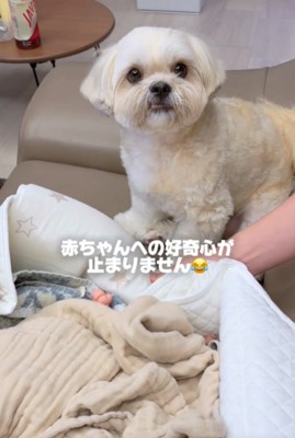 見つめる犬2
