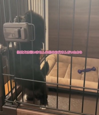 ケージの中で立ち上がる犬
