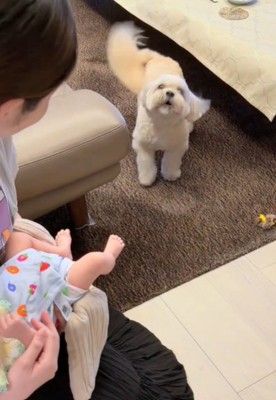 吠える犬2