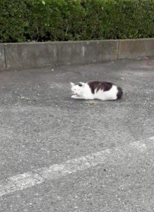 堂々と居座る地域猫さん♪