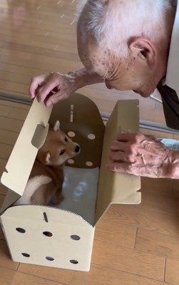 箱の中にいる子犬
