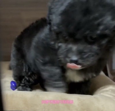 ベッドから顔を出す犬