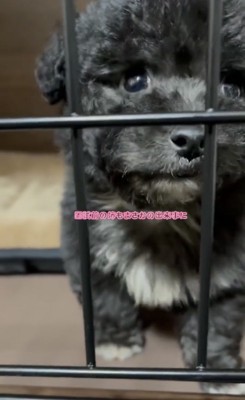 ケージ越しに見つめる犬