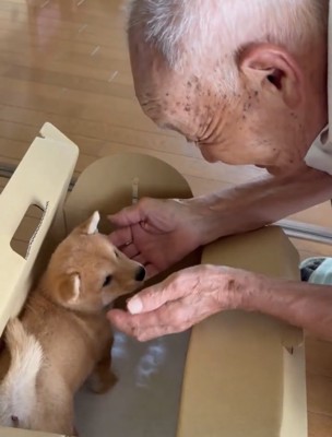 手を見つめる子犬