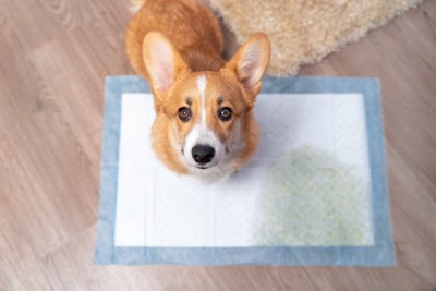 トイレを成功して見上げる犬