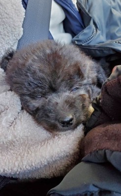 車内で眠る犬