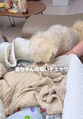 匂いを嗅ぐ犬