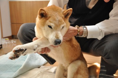 老犬、柴犬