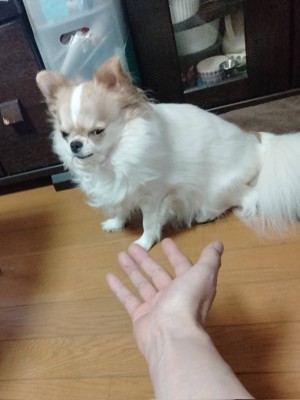 おやつ