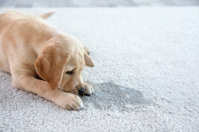 失敗した箇所を嗅ぐ子犬