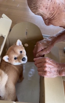 カメラを見上げる子犬