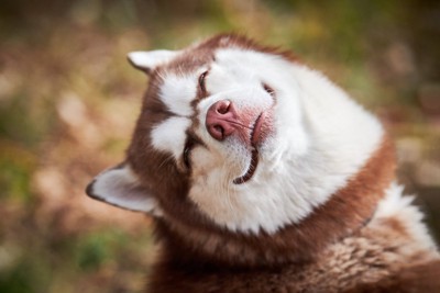 笑うハスキー犬