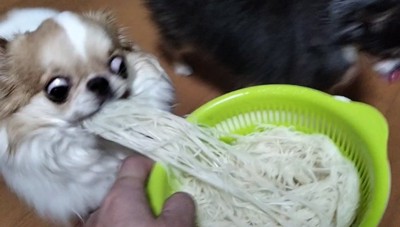 盗み食い