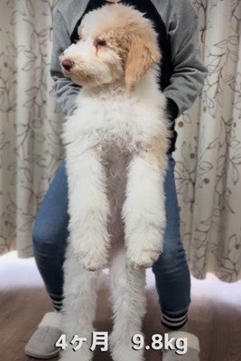 本当に子犬!?