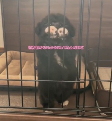 前足を上げてアピールする犬