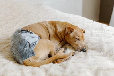 マナーウェア着用、寝ている犬