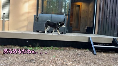 警戒しながらテラスをウロウロ…