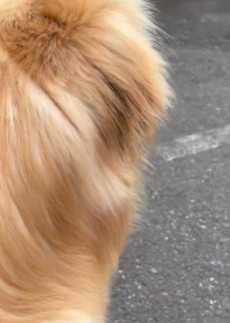 突然立ち止まるペコちゃん
