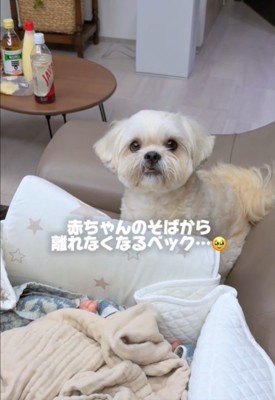 見つめる犬1