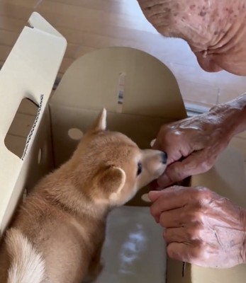 手に鼻を寄せる子犬