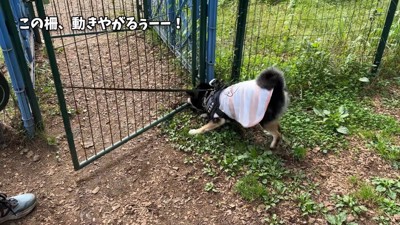 柵から離れません