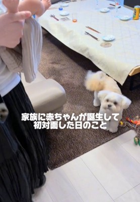 見上げる犬