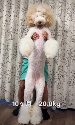 同じわんことは思えない!!