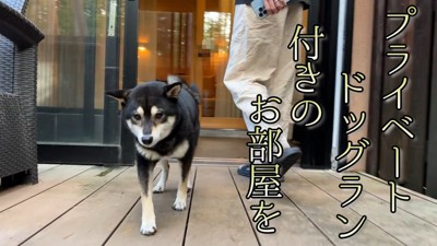 部屋のドッグランで遊んでもらうことに