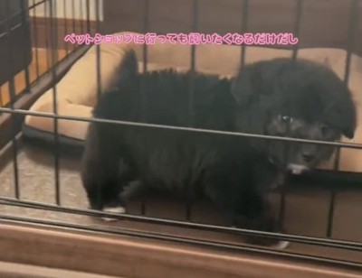 ケージの中から見つめる犬